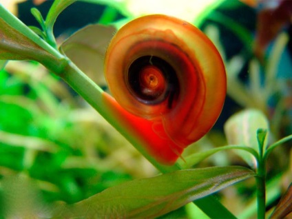 Melci melc acvariu (planorbis) fotografie, descriere, conținut, îngrijire și reproducere