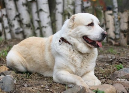 Alabai (câine ciobănesc din Asia Centrală) - istoric și descriere a rasei