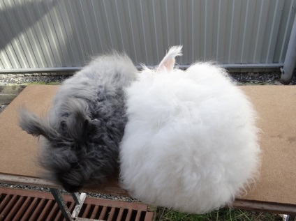 Ангорські пухові кролі, племінні кролики з Європи