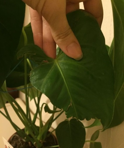 Антуріум - хвороби листя і коренів з фото