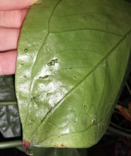 Антуріум - хвороби листя і коренів з фото