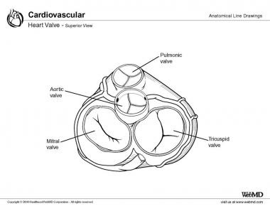 Aorta szelep (aorta) aortabillentyű