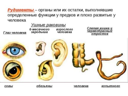 Atavisme și rudimente în patrimoniul uman al strămoșilor îndepărtați