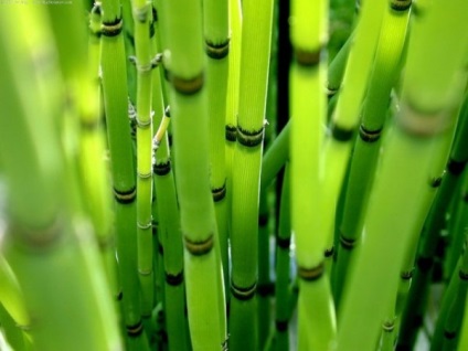 Bamboo este magia shuvani