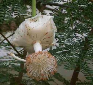 Baobab - Arbore inversat