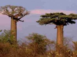 Baobab - fejjel lefelé fa