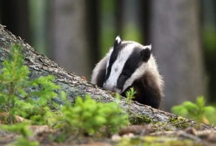 Badger grăsime la un copil de un an