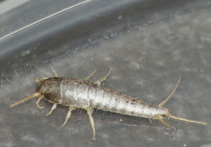 Insectele albe în baie bug-uri mici în apartament, cum se deduce, video