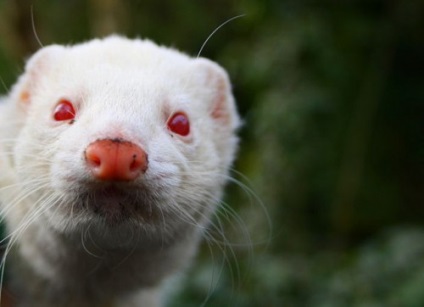 Fehér otthoni Ferret (albínó) fajta leírás, gondozás