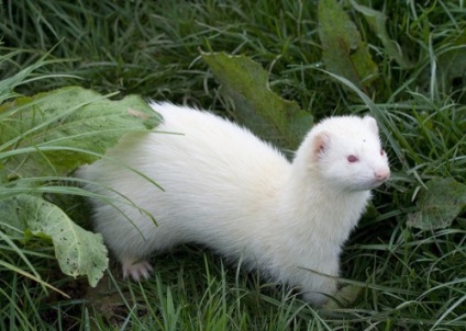 White home ferret (albino) rasa descriere, îngrijire