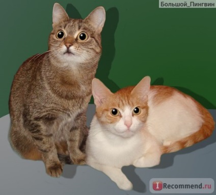 Безпородні кішки і метиси - «мої кішки-обормошкі) історія про те, як я не могла подружитися з