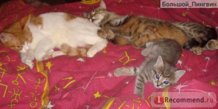 Származás macskák és mesztic - „én macska és obormoshki) történet arról, hogy nem tudtam, hogy barátok