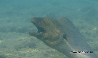 Siguranța snorkelingului în Marea Roșie