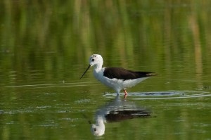 Vizitarea păsărilor ca o nouă direcție a ecoturismului, eco-boom