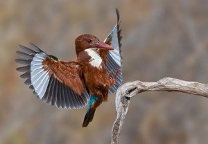 Birdwatching як новий напрямок екотуризму, eco-boom