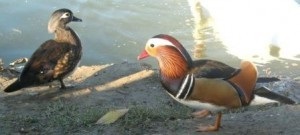 Üzleti községben - Bird Sanctuary