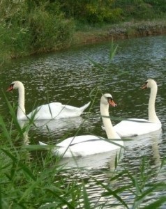 Üzleti községben - Bird Sanctuary