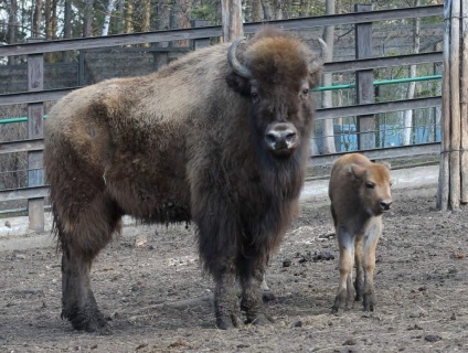 Bison bison - bizon și bizon