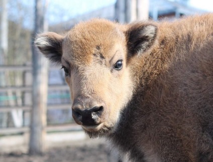 Bison bison - bizon și bizon