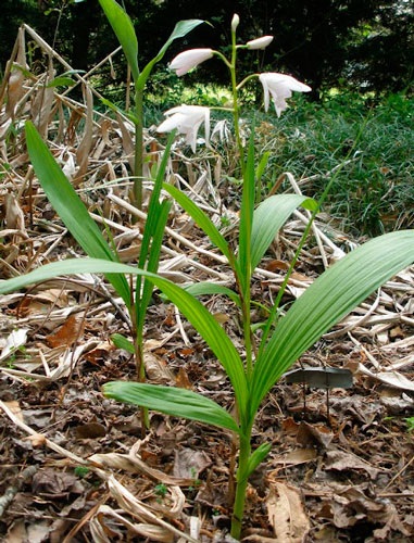 Bletilla otthoni gondozást