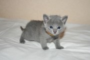 Bluzar - catelus de pisici albastre ruse în bluetsar Krasnodar