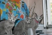 Bluzar - catelus de pisici albastre ruse în bluetsar Krasnodar