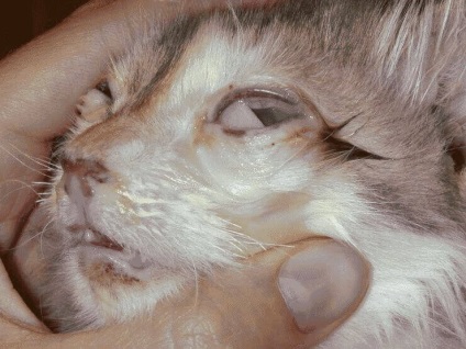 Tünetei és kezelése macskák, fotók, hogyan kell kezelni a szem betegségei, fül, a vese és a máj macskák -