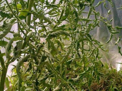 Хвороби томатів в розсаді - скручування листя