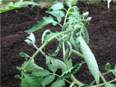 Boli de tomate în germeni - răsucirea frunzelor