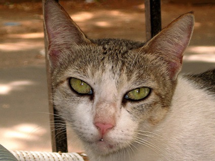 Boli in urechile pisicilor - medicii veterinari din blog - belant
