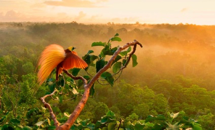 Marea paradisă (paradis) de pepinieră din Indonezia, Australia, papagalul este o pasăre de fericire și