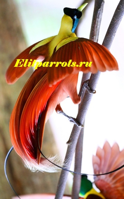 Marea paradisă (paradis) de pepinieră din Indonezia, Australia, papagalul este o pasăre de fericire și