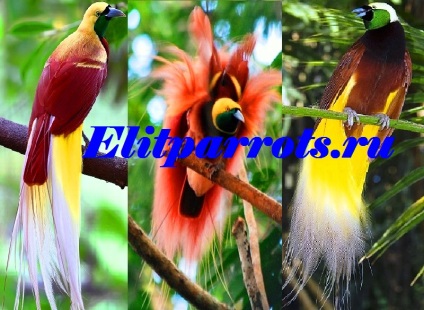 Marea paradisă (paradis) de pepinieră din Indonezia, Australia, papagalul este o pasăre de fericire și
