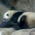 Pandas mare și mic, obiceiuri, obiceiuri și poziții