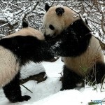 Pandas mare și mic, obiceiuri, obiceiuri și poziții