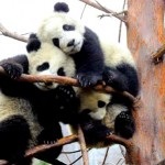 Pandas mare și mic, obiceiuri, obiceiuri și poziții