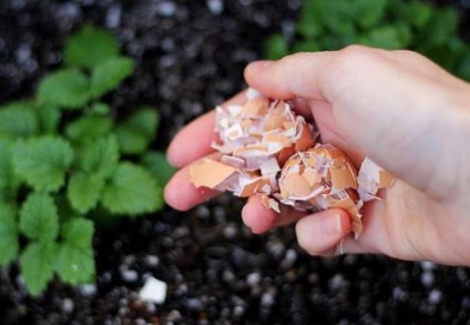 Harcolj a meztelen csigák a kertben területen a (z) Harcolj a meztelen csigák a kertben területen