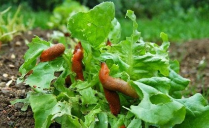 Harcolj a meztelen csigák a kertben területen a (z) Harcolj a meztelen csigák a kertben területen