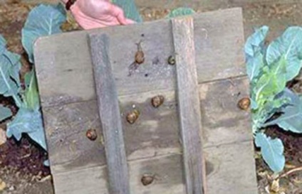 Harcolj a meztelen csigák a kertben területen (csigák) Harcolj a meztelen csigák a kertben területen