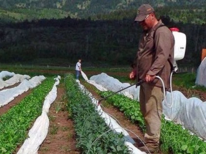 Harcolj a meztelen csigák a kertben területen a (z) Harcolj a meztelen csigák a kertben területen