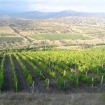 Боротьба з бур'янами на ділянці, кримський виноград