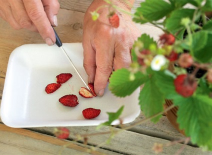 Botanicii lucrează la cultivarea căpșunilor din semințe