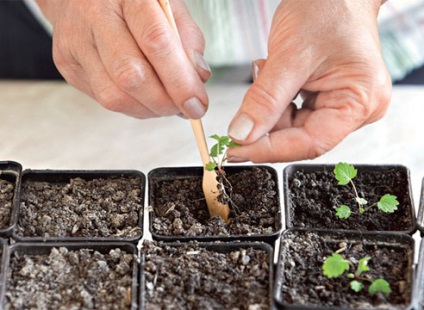 Botanicii lucrează la cultivarea căpșunilor din semințe