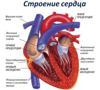 Брадикардія у спортсменів - чи можна займатися спортом, у дітей, синусова