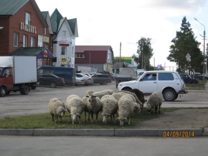 Kóbor szarvasmarha - lehetséges, hogy megoldja a szeptember 4, 2014 - Kolyvan élet