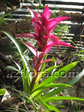 Bromeliad plante de îngrijire, cultivare, oală și de selecție a solului, udare