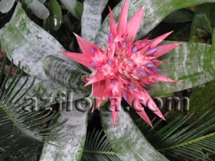 Bromeliad növényápolás, termesztés, válogatás a bankot, és a talaj, öntözés