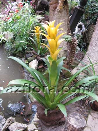 Bromeliad növényápolás, termesztés, válogatás a bankot, és a talaj, öntözés