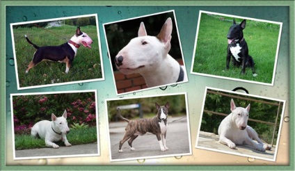 Descrierea rasei bull terrier, zoomorph