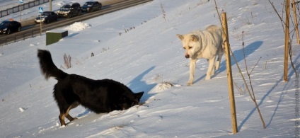 Ceea ce prinde câinii, munca de câine se face cu animale fără adăpost care sunt prinse pe străzi